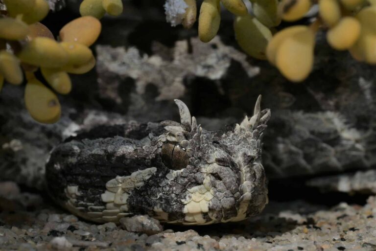 Horned Snakes Species Found On Earth Snake Radar