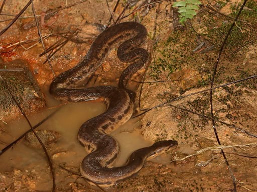 Acrochordus javanicus elephant trunk snake