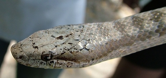 Antiguan Racer Snake Female