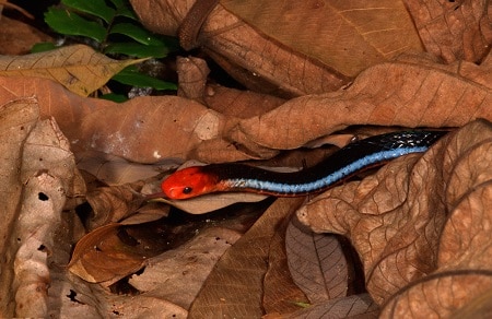 Blue Malayan Coral Snake Singapore