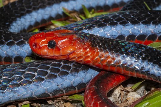 Blue Malaysian Coralsnake Calliophis bivirgatus