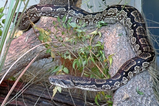 Boa constrictor occidentalis (darker subspecies)