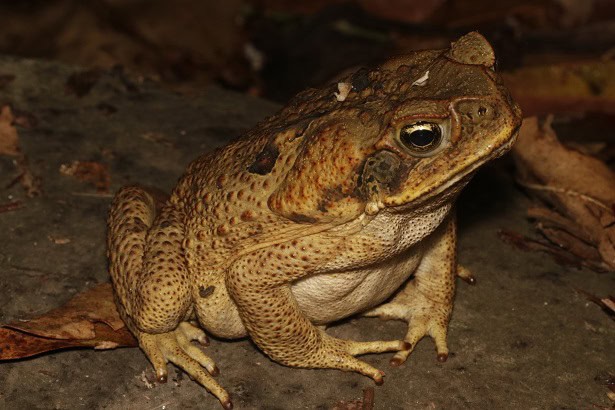 Cane Toad Rhinella marina australia