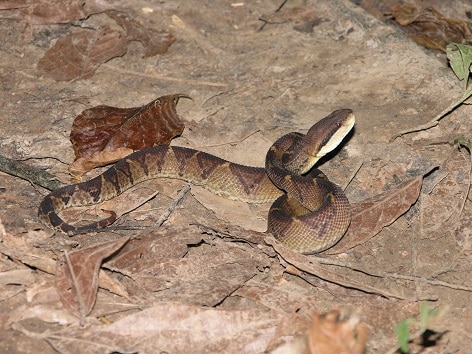 Central American Bushmaster Lachesis stenophrys