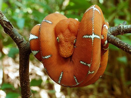 Corallus caninus juvenile colour morph