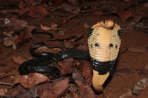 Forest Cobra (Naja melanoleuca) danger