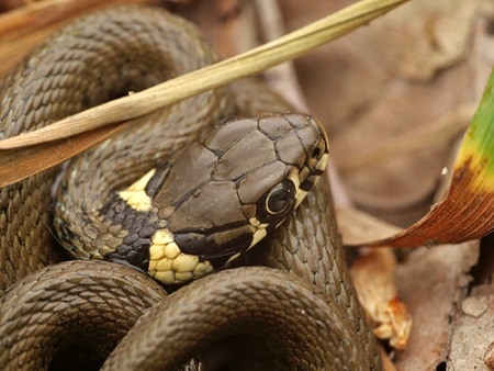 Grass Snake (Natrix natrix) europe