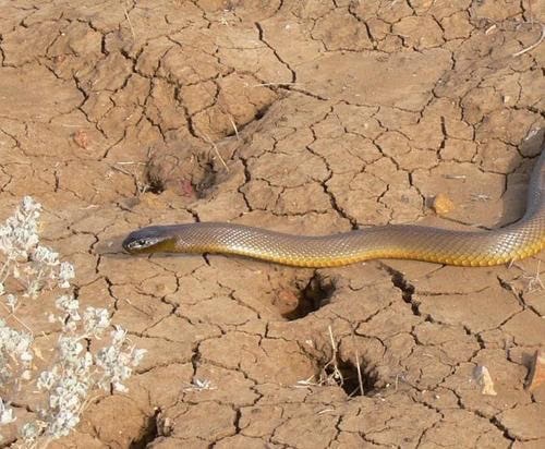 Inland Taipan (Oxyuranus microlepidotus) appearance
