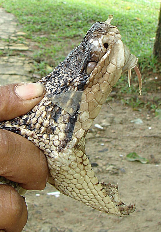 Lachesis muta bushmaster long fangs