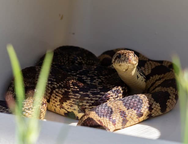 Louisiana Pinesnake Pituophis ruthveni usa