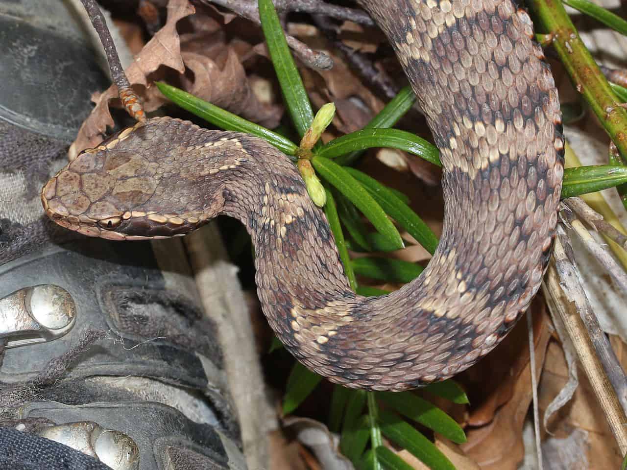 Mamushi snake (Gloydius blomhoffii) head.