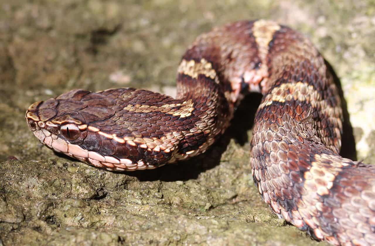 Mamushi snake (Gloydius blomhoffii) head