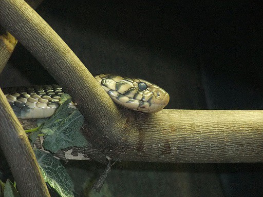 Naja Melanoleuca forest cobra