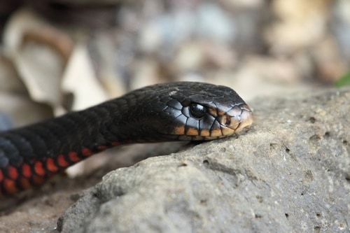 Pseudechis porphyriacus red bellied black snake