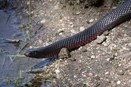 Pseudechis porphyriacus red bellied snake