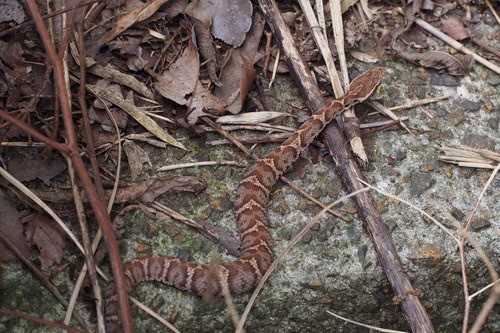 Short-tailed Mamushi (Gloydius blomhoffii)
