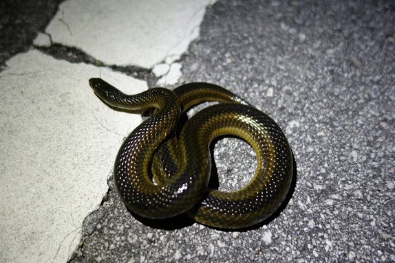 Striped Swampsnake Liodytes alleni florida
