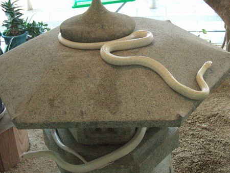 albino japanese raatsnake shirohebi