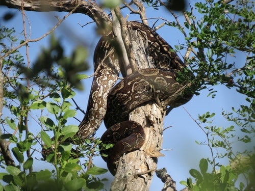 argentine boa constrictor in tree