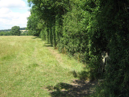 asp viper habitat bocage hedge