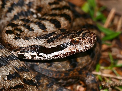 asp viper snake face