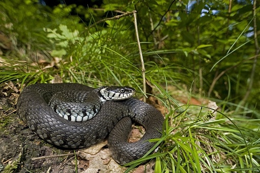 barred grass snake natrix helvetica