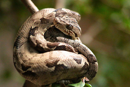 boa constrictor on tree branch