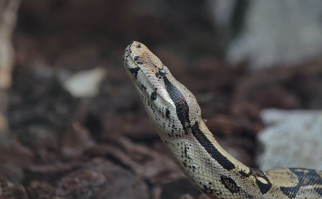 Boa constrictor smiling face.