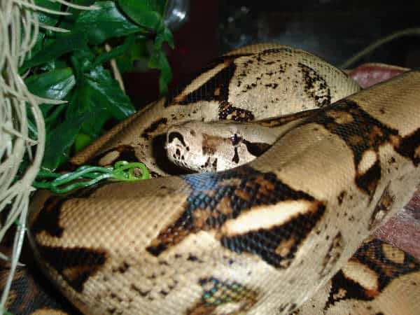 Boa constrictor squeezing powers.