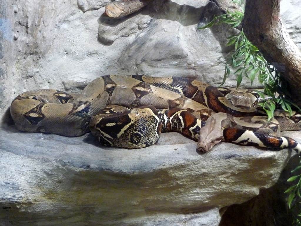 Boa constrictor in zoo.