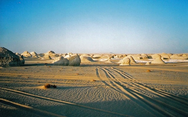 cerastes cerastes desert habitat
