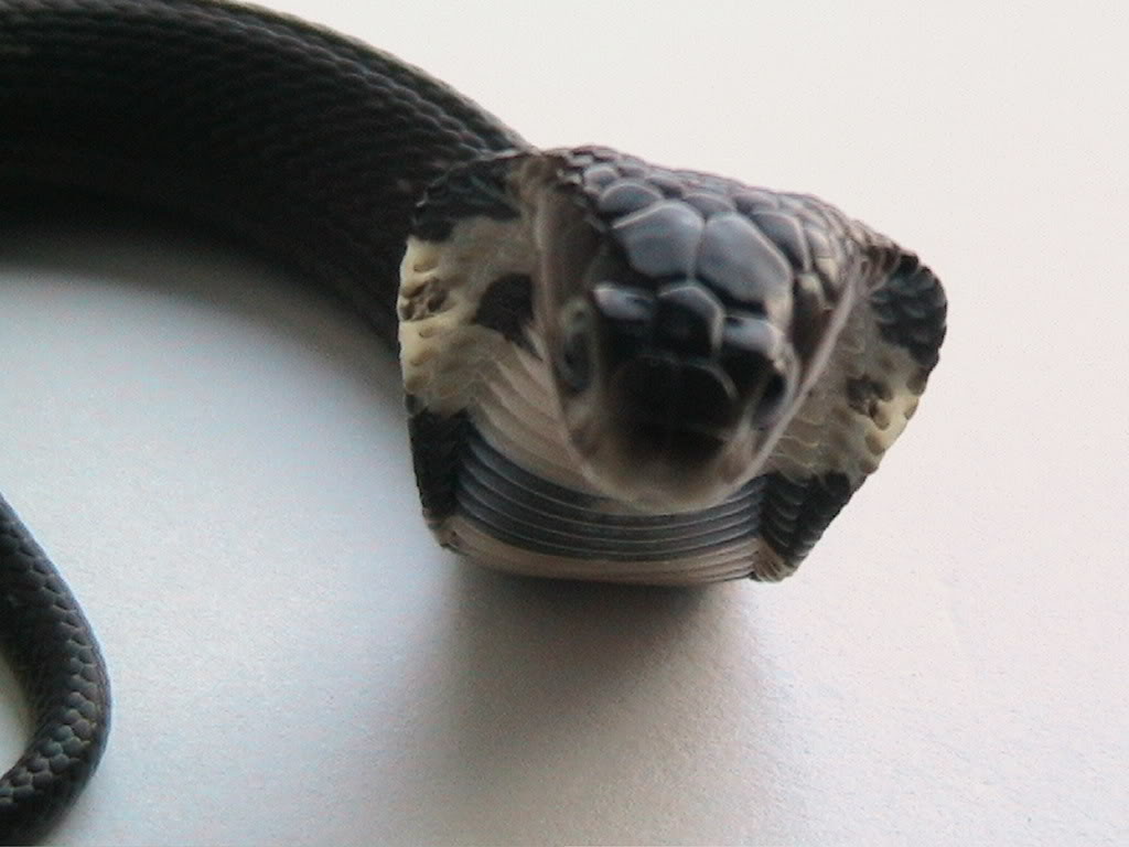 Chinese cobra (naja atra) face.
