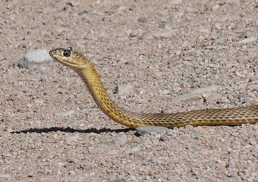 coachwhip masticophis flagellum usa