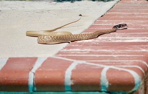 coachwhip snake in california