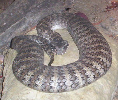 common Death Adder snake