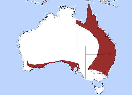 common death adder australian range