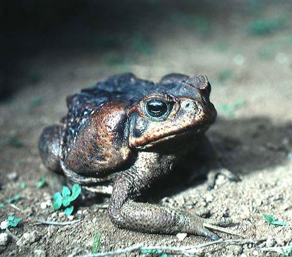 Common death adder cane toad.