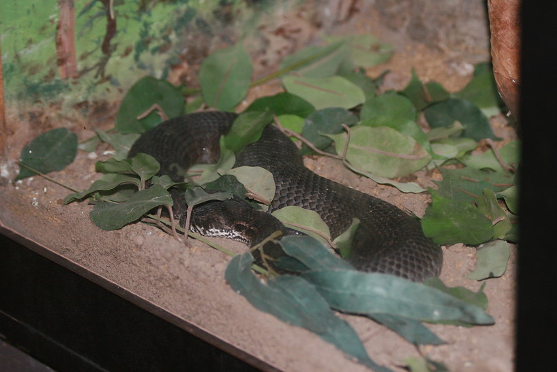 Common death adder enclosure.