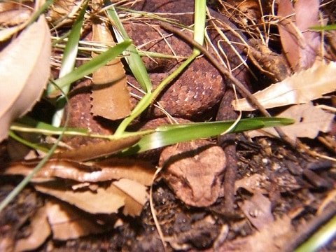 common death adder lurking