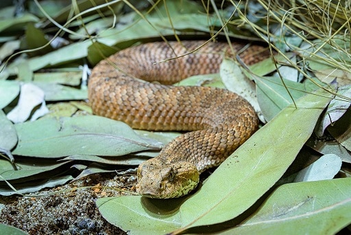 Common death adder