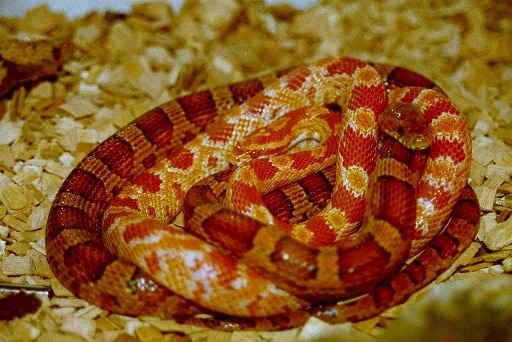 corn snakes colour morphs