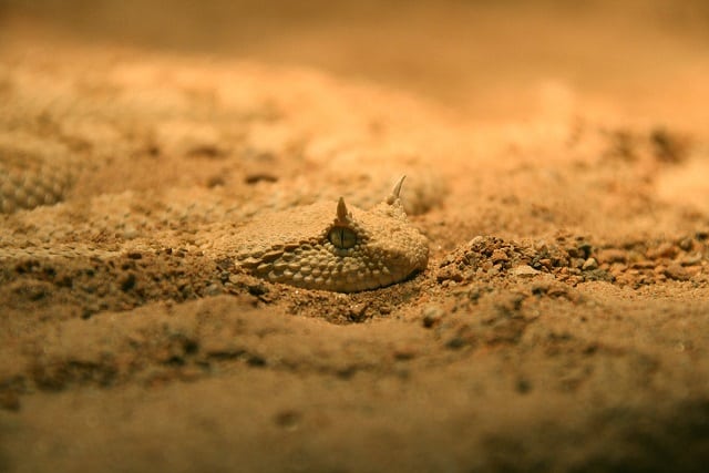 desert horned viper cerastes cerastes