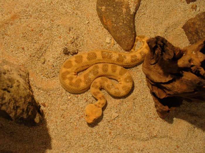 Desert horned viper in sand.
