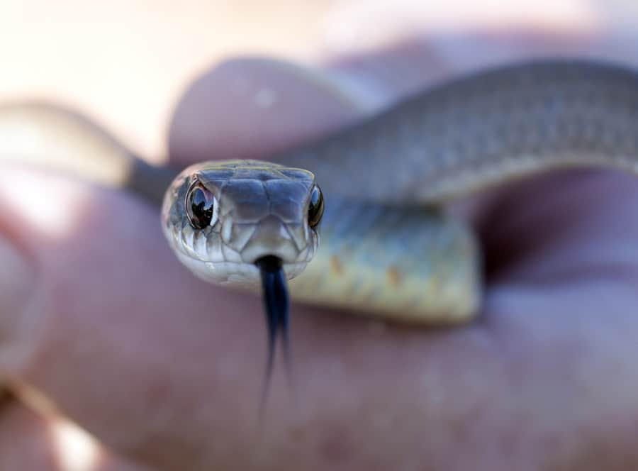 Eastern coachwhip snake head.