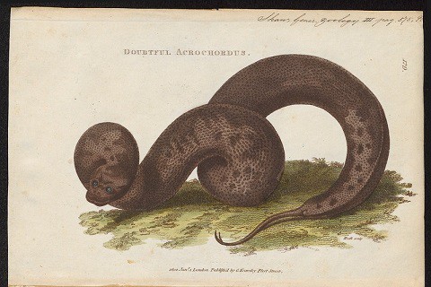 elephant trunk snake sketch