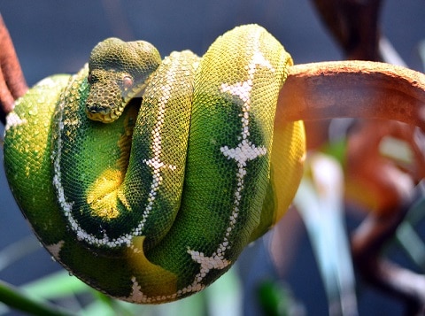 emerald tree boa colour variety