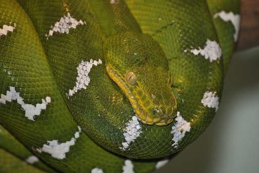 emerald tree boa corallus caninus