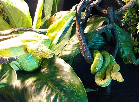 emerald tree boa in zoo