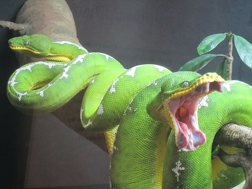 emerald tree boa mouth