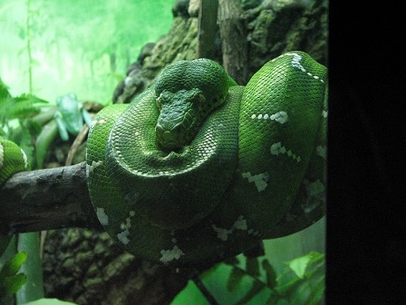 emerald tree boa resting